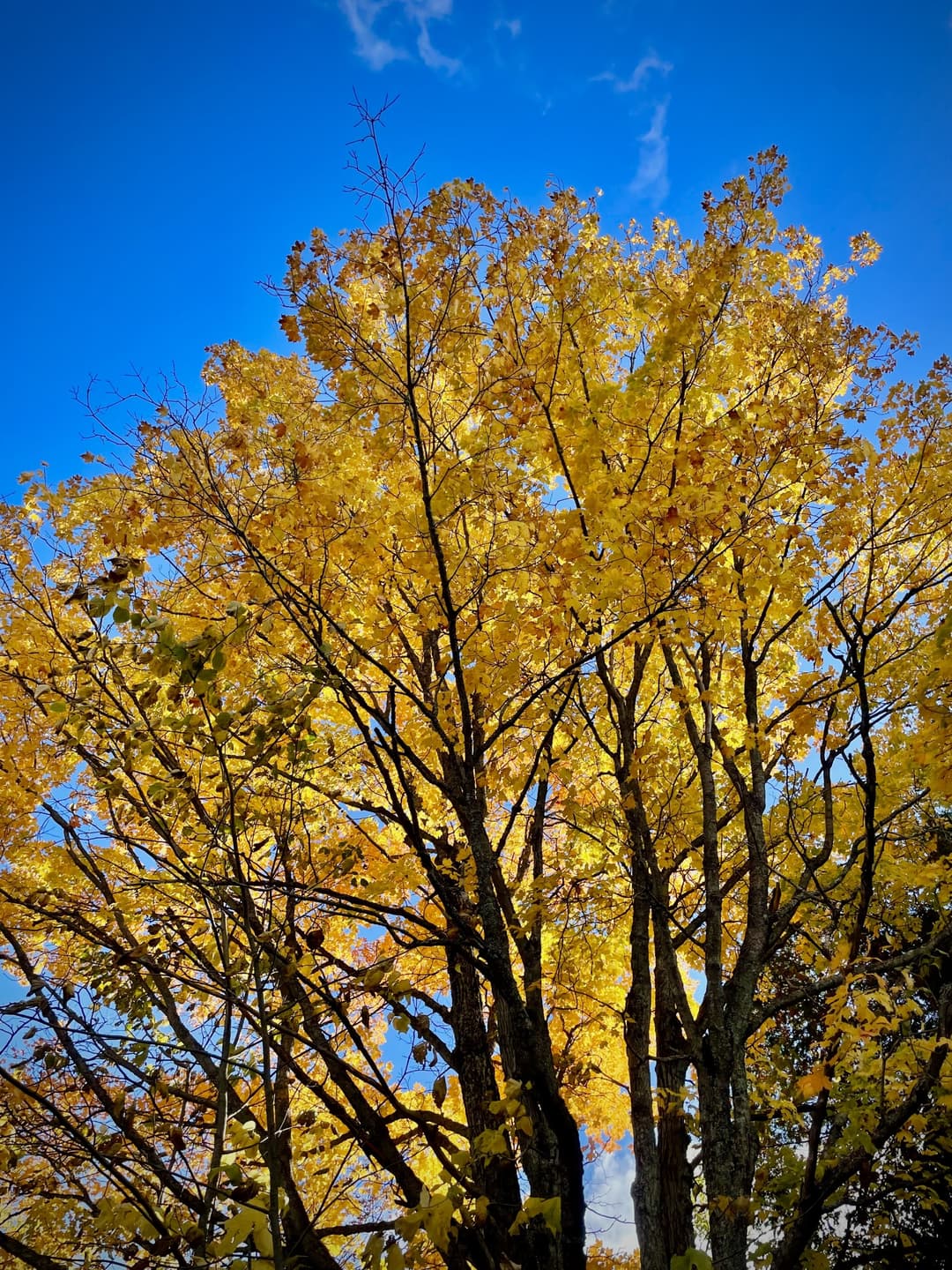 Trees
